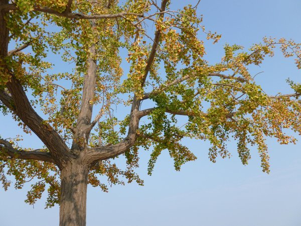 P1000470-1.jpg